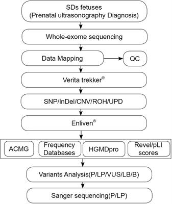 Whole Exome Sequencing Analysis in Fetal Skeletal Dysplasia Detected by Ultrasonography: An Analysis of 38 Cases